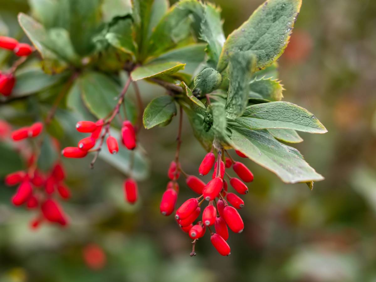 Barberries