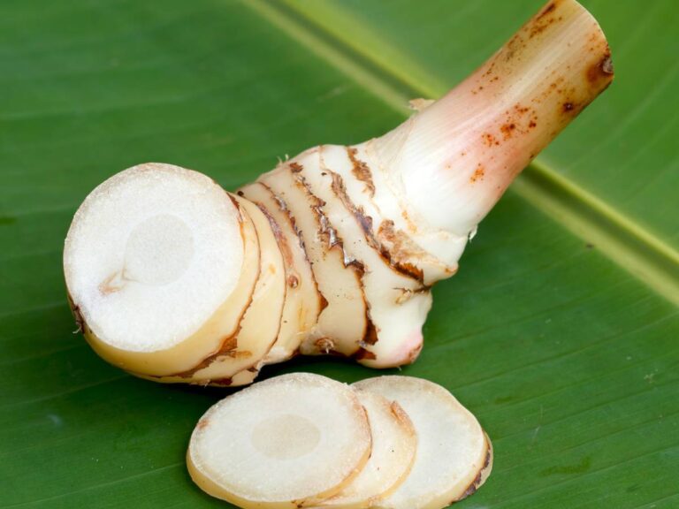Galangal