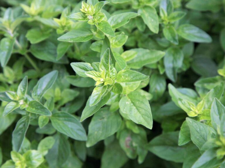Kekik (dziki oregano)
