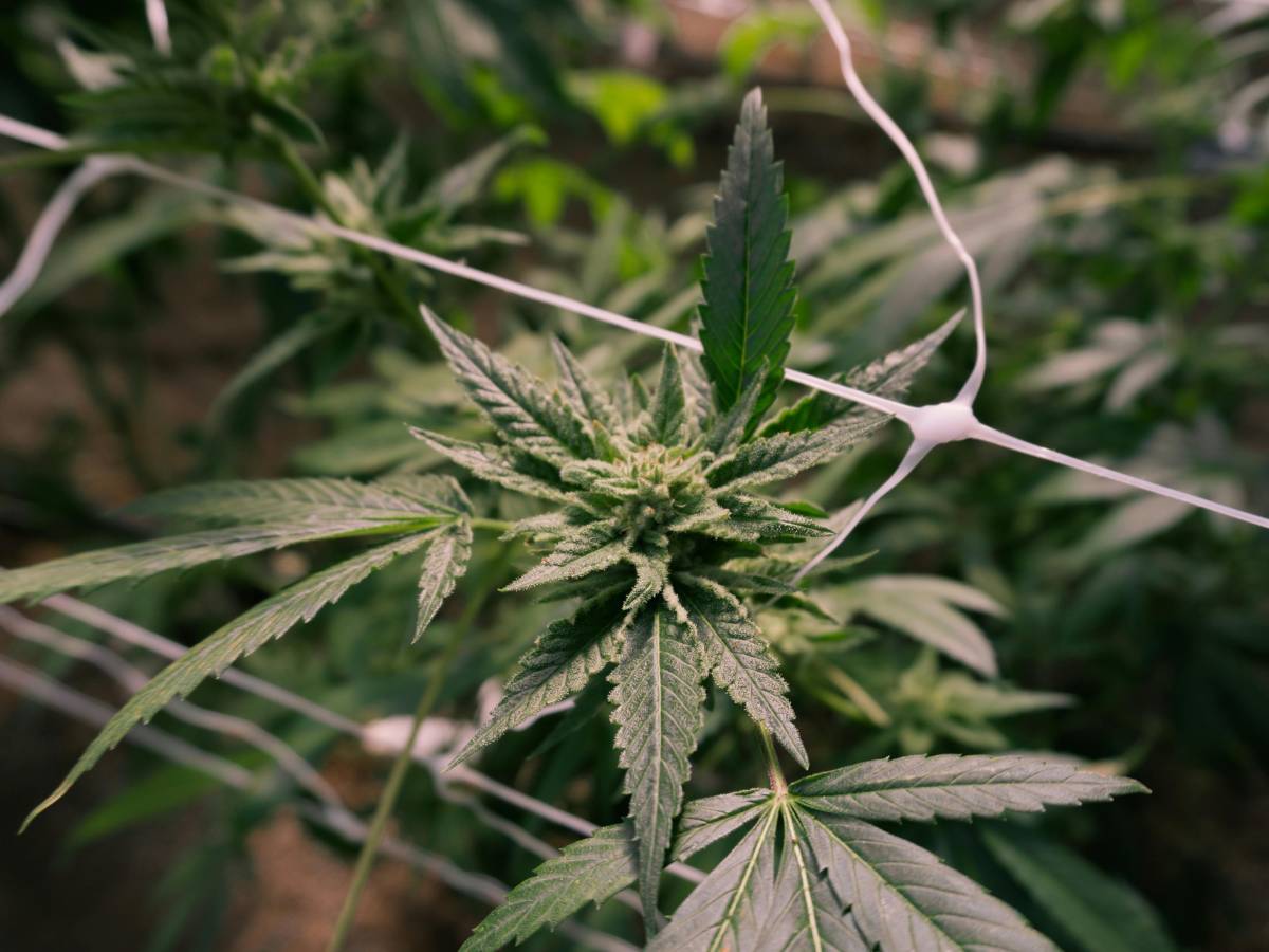 Sok z tamaryndowca w proszku