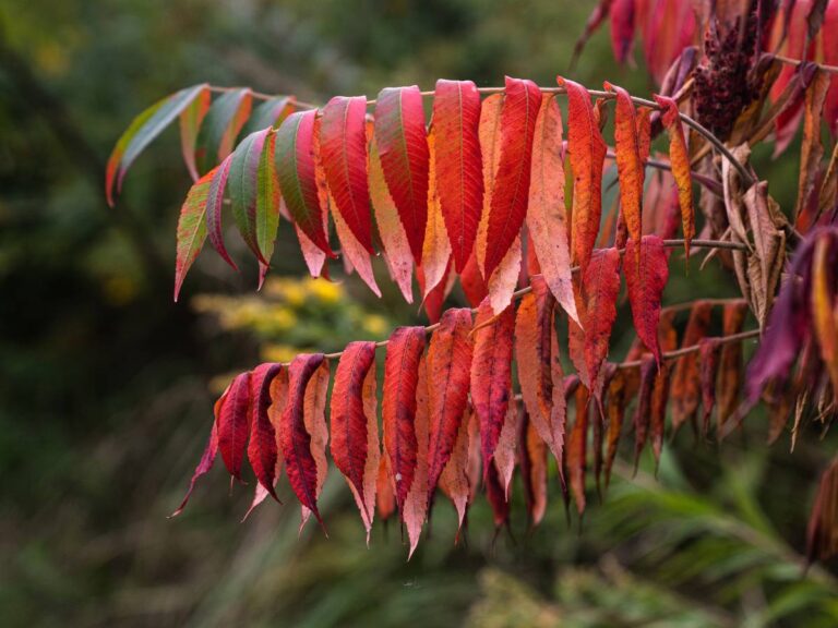 Sumac berries