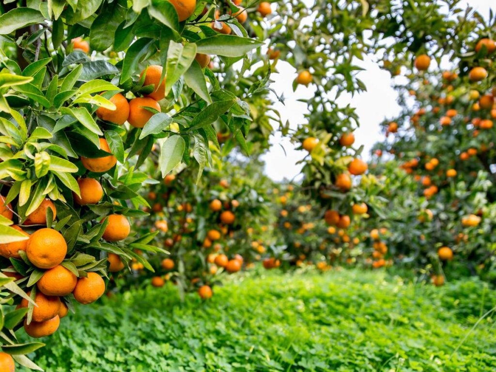 Liście limonki kaffir