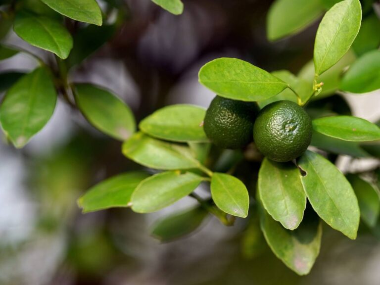 Dried Lime Powder