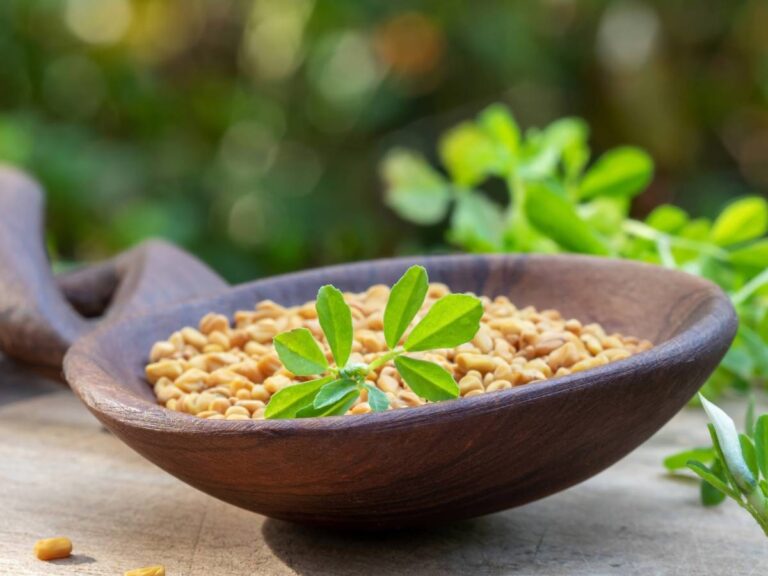 Fenugreek