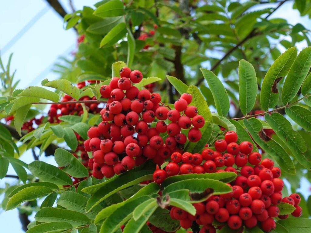 Jagody rowan