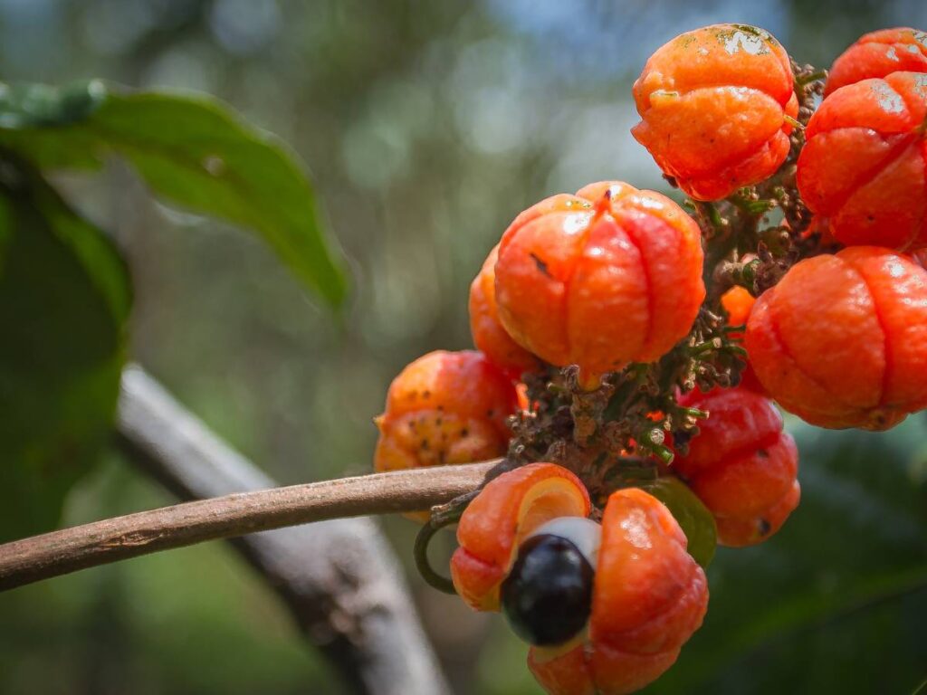 Kiść owoców guarany.