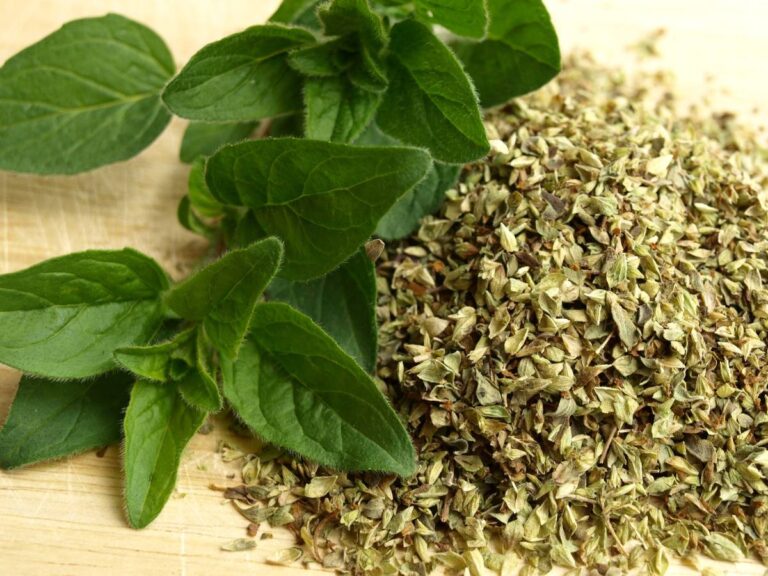 Zielone i suszone oregano.