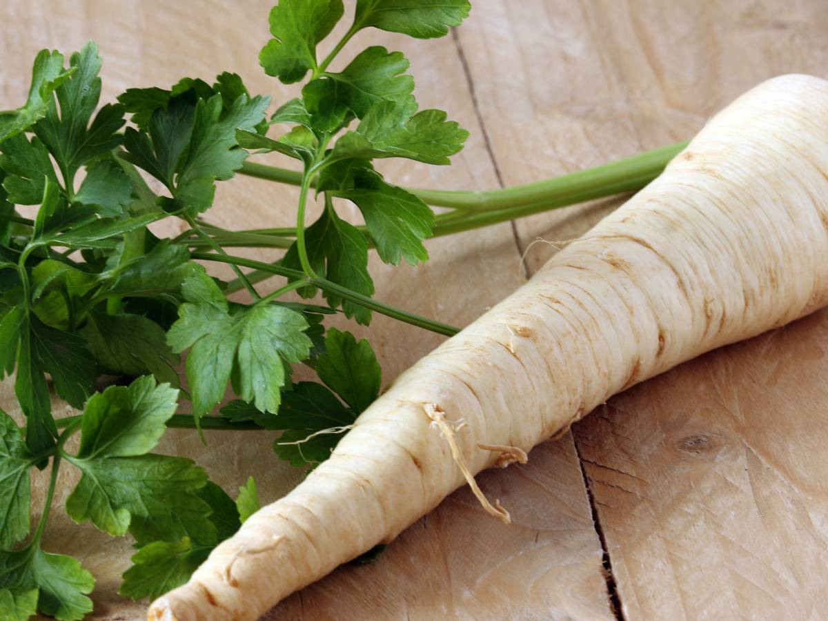 Pietruszka korzeń i natka