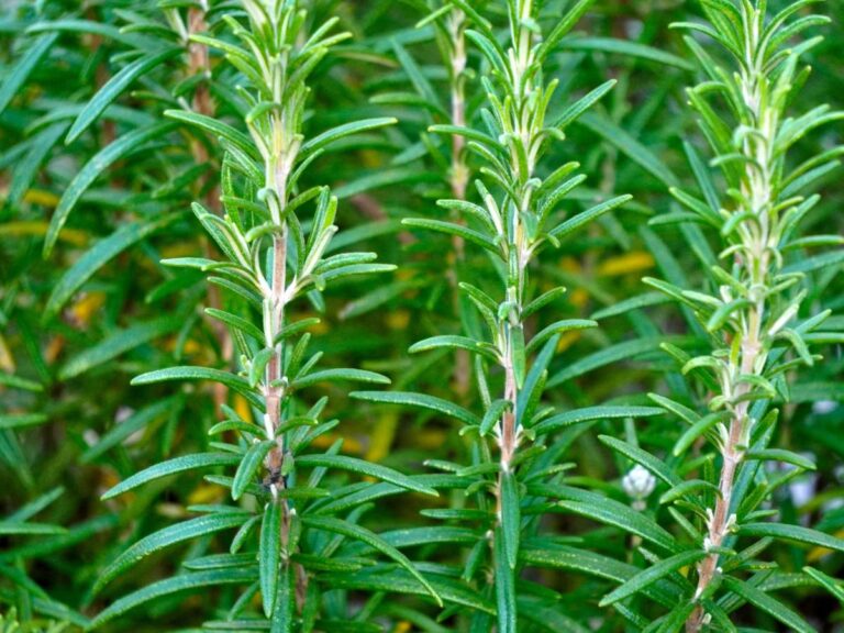 Gałązki rozmarynu.